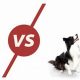 Blue Buffalo vs. Science Diet Dog Food: Which is Best? | World’s Most Delicious Foods: Must-Try Dishes from Every Country