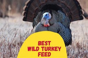Guide: Best Food for Wild Turkeys + Tips! World’s Most Delicious Foods: Must-Try Dishes from Every Country Guide: Best Food for Wild Turkeys + Tips! | World’s Most Delicious Foods: Must-Try Dishes from Every Country