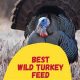 Guide: Best Food for Wild Turkeys + Tips! | World’s Most Delicious Foods: Must-Try Dishes from Every Country