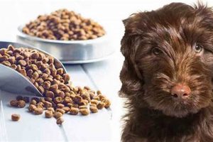 Guide: Best Food for Labradoodles, Diets & Tips World’s Most Delicious Foods: Must-Try Dishes from Every Country Guide: Best Food for Labradoodles, Diets & Tips | World’s Most Delicious Foods: Must-Try Dishes from Every Country