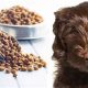 Guide: Best Food for Labradoodles, Diets & Tips | World’s Most Delicious Foods: Must-Try Dishes from Every Country