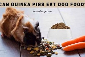 Can Guinea Pigs Eat Dog Food? Risks & Alternatives | World’s Most Delicious Foods: Must-Try Dishes from Every Country