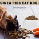 Can Guinea Pigs Eat Dog Food? Risks & Alternatives | World’s Most Delicious Foods: Must-Try Dishes from Every Country