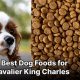 Top Picks: Best Dog Food for King Charles Spaniels Today! | World’s Most Delicious Foods: Must-Try Dishes from Every Country