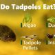 Can Tadpoles Eat Fish Food? A Guide for Frog Lovers | World’s Most Delicious Foods: Must-Try Dishes from Every Country