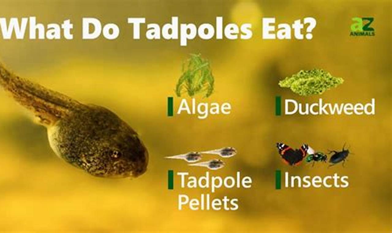 Can Tadpoles Eat Fish Food? A Guide for Frog Lovers World’s Most Delicious Foods: Must-Try Dishes from Every Country Can Tadpoles Eat Fish Food? A Guide for Frog Lovers | World’s Most Delicious Foods: Must-Try Dishes from Every Country