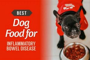 Best Dog Food for IBD: Soothe Your Dog's Inflammatory Bowel | World’s Most Delicious Foods: Must-Try Dishes from Every Country