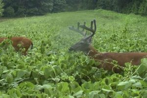 Top Best Food for Deer Food Plot Mix Guide | World’s Most Delicious Foods: Must-Try Dishes from Every Country