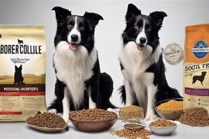 Top-Rated: Best Dog Food for Border Collie - Guide & Reviews World’s Most Delicious Foods: Must-Try Dishes from Every Country Top-Rated: Best Dog Food for Border Collie - Guide & Reviews | World’s Most Delicious Foods: Must-Try Dishes from Every Country