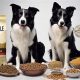 Top-Rated: Best Dog Food for Border Collie - Guide & Reviews | World’s Most Delicious Foods: Must-Try Dishes from Every Country