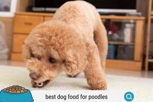 Top Puppy Food for Poodles: Your Best Start Guide | World’s Most Delicious Foods: Must-Try Dishes from Every Country