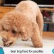 Top Puppy Food for Poodles: Your Best Start Guide | World’s Most Delicious Foods: Must-Try Dishes from Every Country