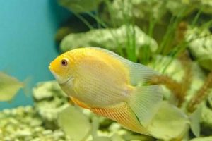 Severum Food: What Type of Food Do Severum Fish Like? Guide | World’s Most Delicious Foods: Must-Try Dishes from Every Country