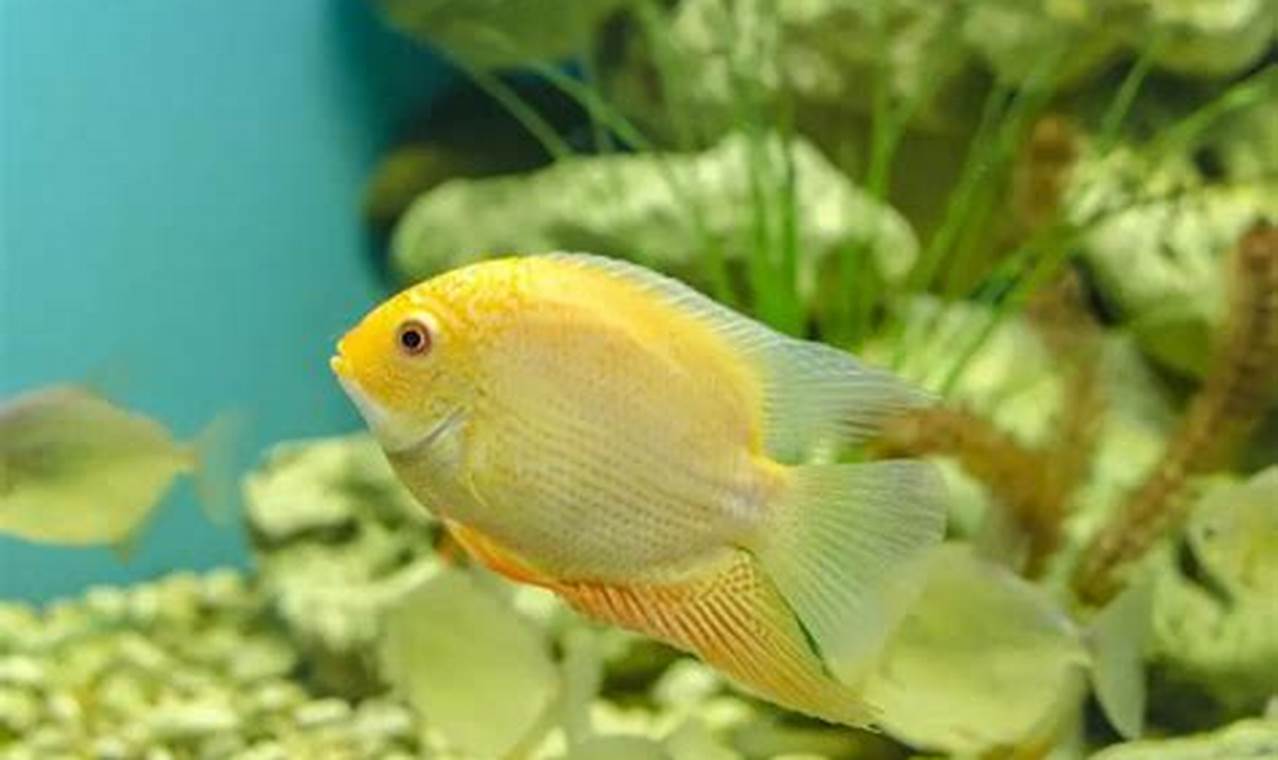 Severum Food: What Type of Food Do Severum Fish Like? Guide | World’s Most Delicious Foods: Must-Try Dishes from Every Country