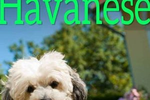 Top-Rated Best Dog Food for Havanese Breed: Healthy & Delicious! | World’s Most Delicious Foods: Must-Try Dishes from Every Country