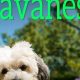 Top-Rated Best Dog Food for Havanese Breed: Healthy & Delicious! | World’s Most Delicious Foods: Must-Try Dishes from Every Country