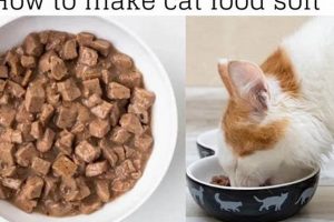 Best Soft Cat Food: Gentle Nourishment Tips & Benefits | World’s Most Delicious Foods: Must-Try Dishes from Every Country