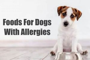 Understanding Rabbit Dog Food Allergies: Symptoms & Solutions World’s Most Delicious Foods: Must-Try Dishes from Every Country Understanding Rabbit Dog Food Allergies: Symptoms & Solutions | World’s Most Delicious Foods: Must-Try Dishes from Every Country
