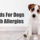 Understanding Rabbit Dog Food Allergies: Symptoms &amp; Solutions | World’s Most Delicious Foods: Must-Try Dishes from Every Country