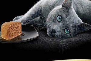 Honest Sheba Cat Food Review 2024: Is It Good? World’s Most Delicious Foods: Must-Try Dishes from Every Country Honest Sheba Cat Food Review 2024: Is It Good? | World’s Most Delicious Foods: Must-Try Dishes from Every Country