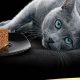 Honest Sheba Cat Food Review 2024: Is It Good? | World’s Most Delicious Foods: Must-Try Dishes from Every Country