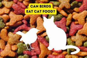 The Risks: Can Birds Eat Cat Food Safely? Expert Advice World’s Most Delicious Foods: Must-Try Dishes from Every Country The Risks: Can Birds Eat Cat Food Safely? Expert Advice | World’s Most Delicious Foods: Must-Try Dishes from Every Country