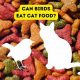 The Risks: Can Birds Eat Cat Food Safely? Expert Advice | World’s Most Delicious Foods: Must-Try Dishes from Every Country
