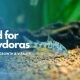 Complete Guide: Best Food for Corydoras (Diet &amp; Care) | World’s Most Delicious Foods: Must-Try Dishes from Every Country