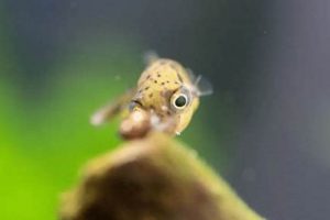 Best Aquarium Puffer Fish Food: A Complete Guide + Tips | World’s Most Delicious Foods: Must-Try Dishes from Every Country