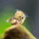 Best Aquarium Puffer Fish Food: A Complete Guide + Tips | World’s Most Delicious Foods: Must-Try Dishes from Every Country