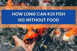 Fish Survival: How Long Can Fish Live Without Food? | World’s Most Delicious Foods: Must-Try Dishes from Every Country