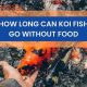 Fish Survival: How Long Can Fish Live Without Food? | World’s Most Delicious Foods: Must-Try Dishes from Every Country