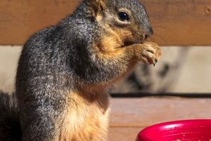 Do Squirrels Eat Cat Food? Dangers & Prevention World’s Most Delicious Foods: Must-Try Dishes from Every Country Do Squirrels Eat Cat Food? Dangers & Prevention | World’s Most Delicious Foods: Must-Try Dishes from Every Country