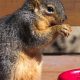 Do Squirrels Eat Cat Food? Dangers &amp; Prevention | World’s Most Delicious Foods: Must-Try Dishes from Every Country