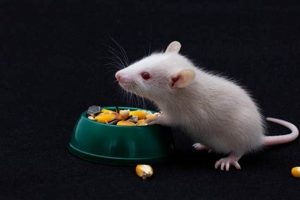 Can Mice Eat Dog Food? + Prevention Tips for Dog Owners | World’s Most Delicious Foods: Must-Try Dishes from Every Country