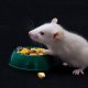 Can Mice Eat Dog Food? + Prevention Tips for Dog Owners | World’s Most Delicious Foods: Must-Try Dishes from Every Country