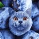 Best Cat Food with Blueberries: Benefits &amp; Brands | World’s Most Delicious Foods: Must-Try Dishes from Every Country