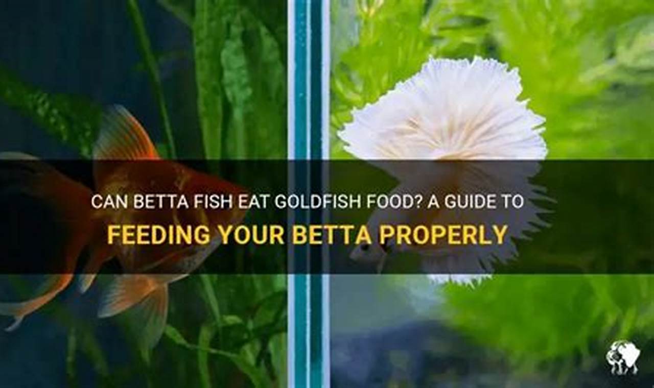 Betta on Goldfish Food? What to Feed (and Not to Feed) World’s Most Delicious Foods: Must-Try Dishes from Every Country Betta on Goldfish Food? What to Feed (and Not to Feed) | World’s Most Delicious Foods: Must-Try Dishes from Every Country