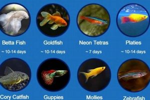 Fish Fasting: How Many Days Can Fish Go Without Food Safely? | World’s Most Delicious Foods: Must-Try Dishes from Every Country