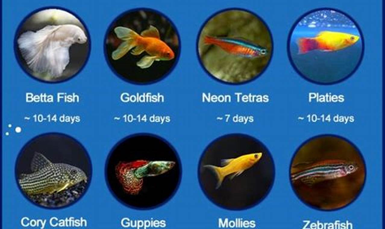 Fish Fasting: How Many Days Can Fish Go Without Food Safely? | World’s Most Delicious Foods: Must-Try Dishes from Every Country