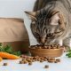 Best Food for Tabby Cats: Fueling Your Striped Friend! | World’s Most Delicious Foods: Must-Try Dishes from Every Country