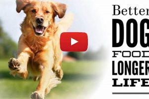 Best Dog Food for a Longer, Healthier Life | World’s Most Delicious Foods: Must-Try Dishes from Every Country