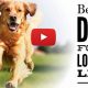 Best Dog Food for a Longer, Healthier Life | World’s Most Delicious Foods: Must-Try Dishes from Every Country