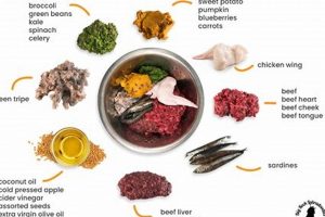 Is Raw Food The Allergy Fix For Dogs? Diet Tips! | World’s Most Delicious Foods: Must-Try Dishes from Every Country