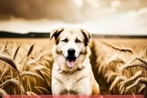 Top Anatolian Shepherd Food: The Best Diet Choices | World’s Most Delicious Foods: Must-Try Dishes from Every Country