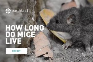 Survival Limits: How Long Can Mice Live Without Water or Food? Guide | World’s Most Delicious Foods: Must-Try Dishes from Every Country