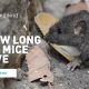Survival Limits: How Long Can Mice Live Without Water or Food? Guide | World’s Most Delicious Foods: Must-Try Dishes from Every Country