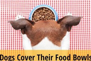 Dog Instinct: Why *Do Dogs Try to Cover Their Food*? | World’s Most Delicious Foods: Must-Try Dishes from Every Country