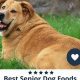 Top Best Senior Dog Food for Weight Loss Tips Guide | World’s Most Delicious Foods: Must-Try Dishes from Every Country