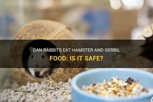 Is It Safe? Can Bunnies Eat Hamster Food? + Tips | World’s Most Delicious Foods: Must-Try Dishes from Every Country